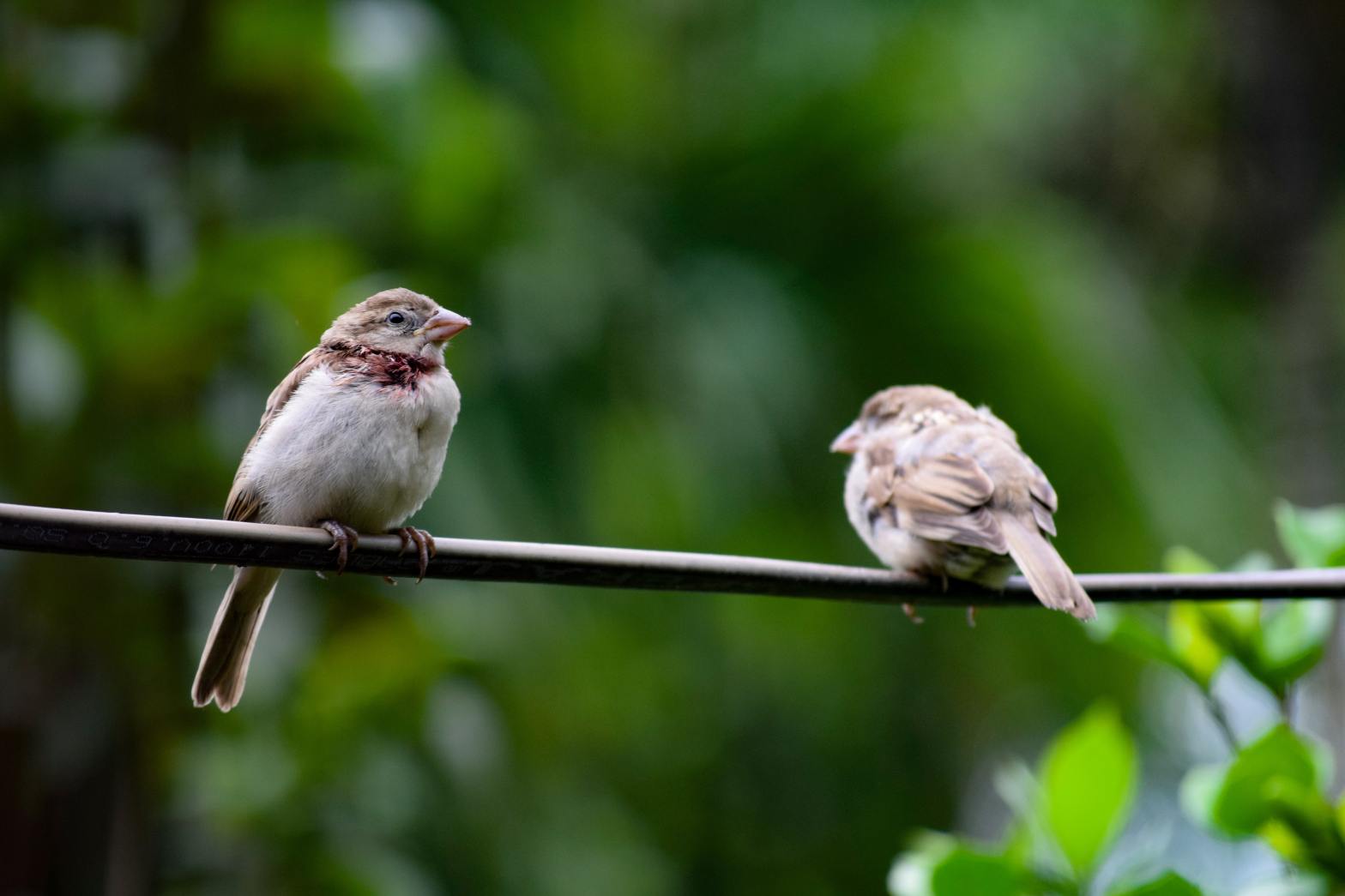 2 Sparrows on a branch
